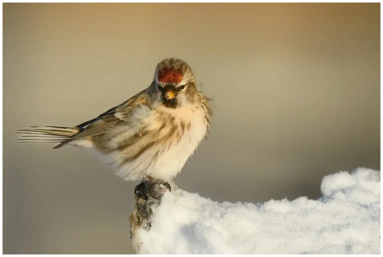 min sida om fåglar i naturen