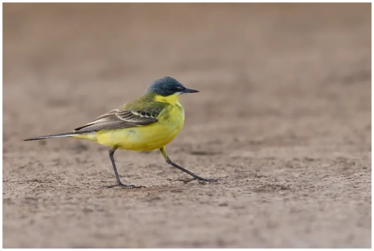 gulärla - (Motacilla flava thunbergi)