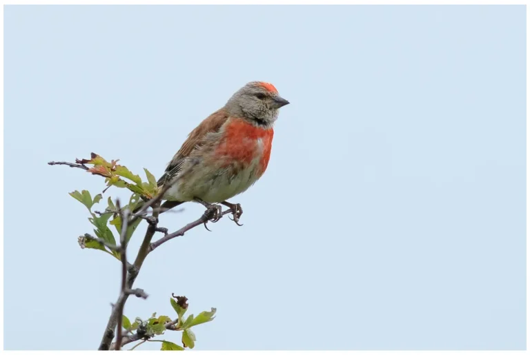 Hämpling - (Common Linnet)