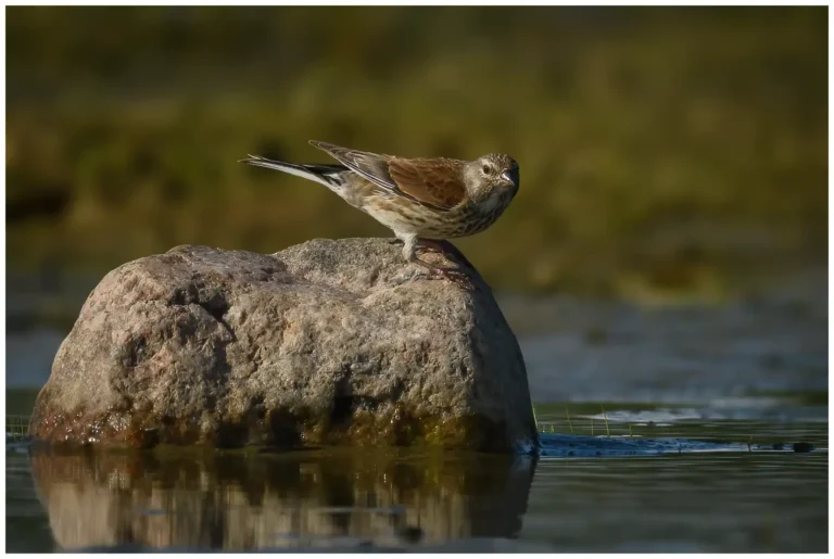 Hämpling - (Common Linnet)