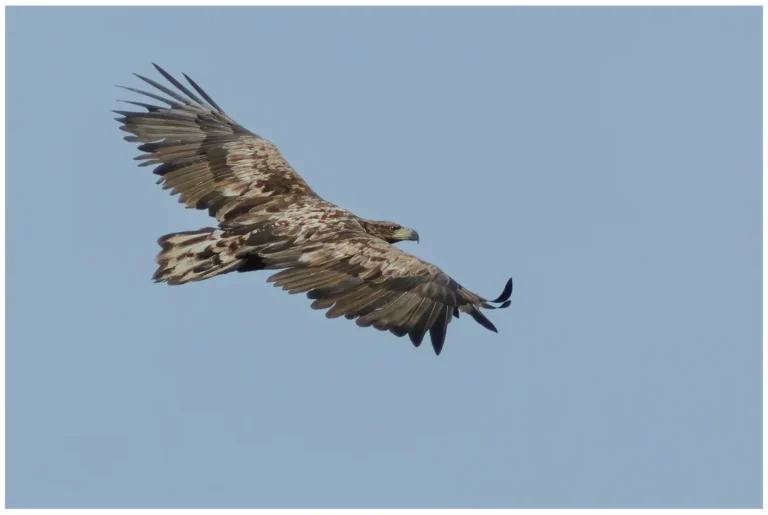 Havsörn - (White-tailed Eagle) - ungfågel