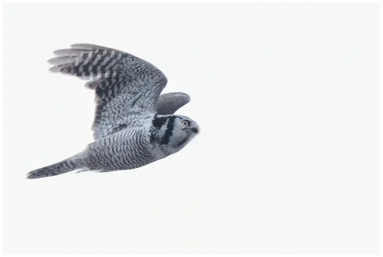 Hökuggla (Northern Hawk Owl) - flygande