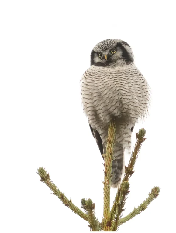 Hökuggla (Northern Hawk Owl)