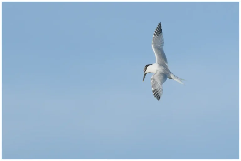 Kentsk Tärna - (Sandwich Tern)