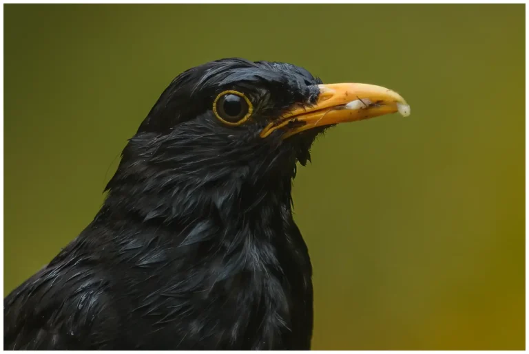 Koltrast (blackbird) - hane med föda i näbben