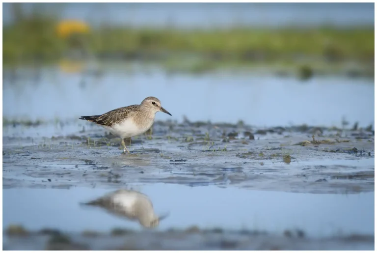 Mosnäppa - (Temminck’s Stint)