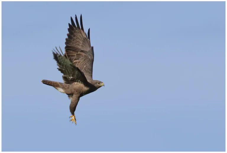 Ormvråk - (Common Buzzard)