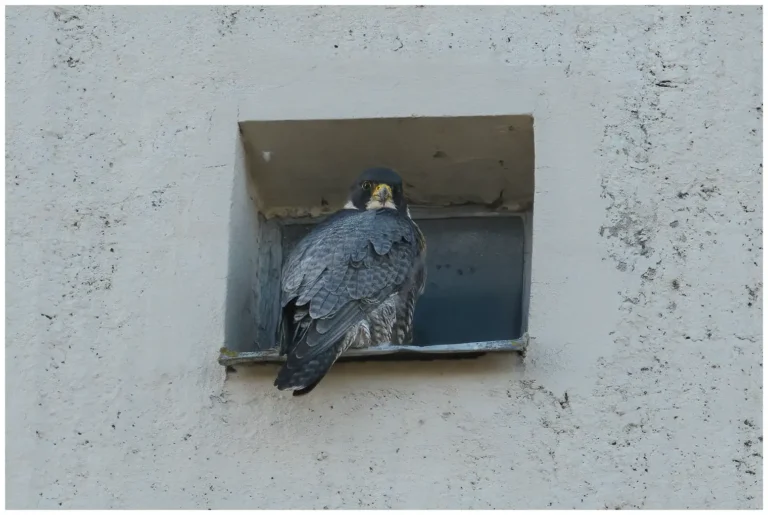 Pilgrimsfalk - (Peregrine Falcon)