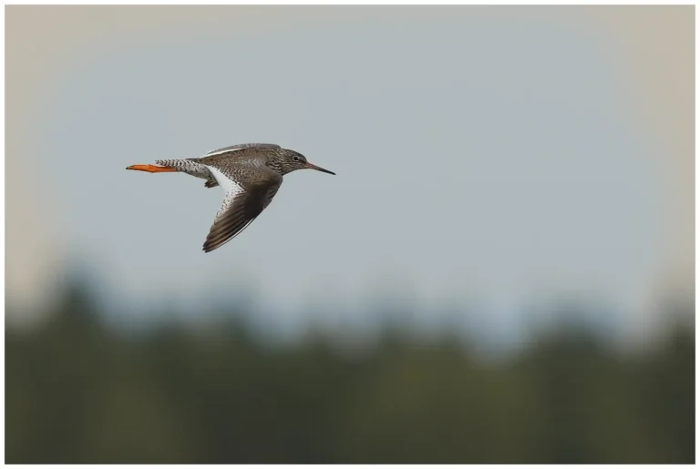 Rödbena - (Common Redshank) - flygande