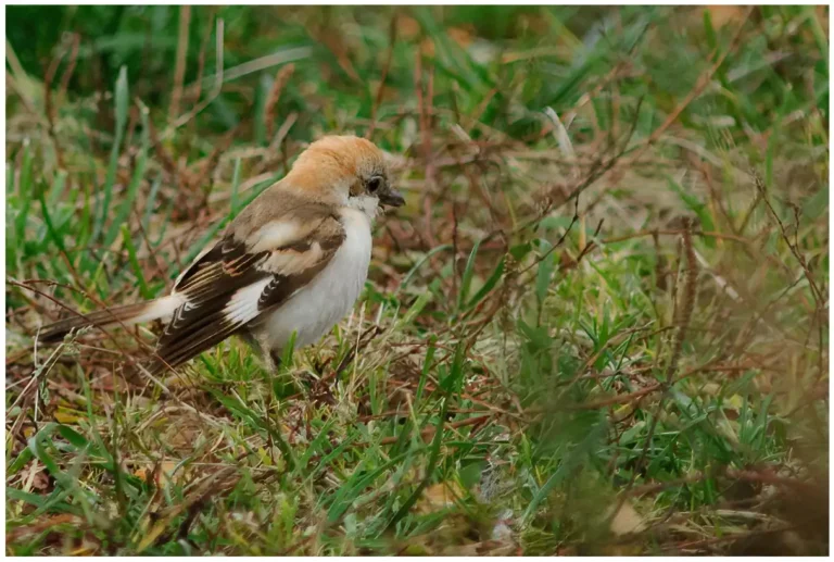 Rödhuvad Törnskata - (Woodchat Shrike) - ungfågel