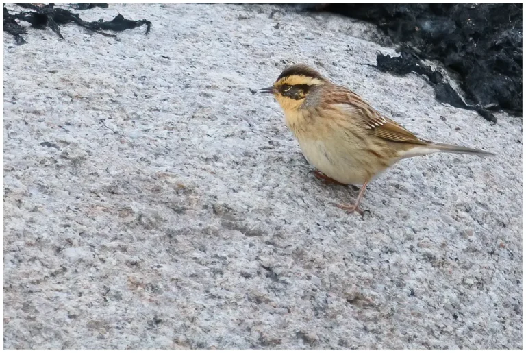 Sibirisk Järnsparv - (Siberian Accentor)