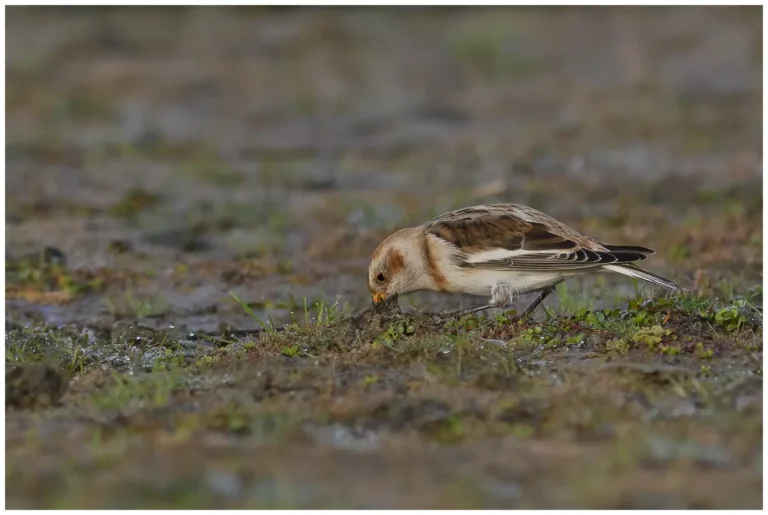 Snösparv - (Snow Bunting) - födosöker