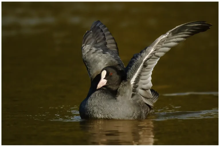 Sothöna - (Eurasian Coot) - vuxen