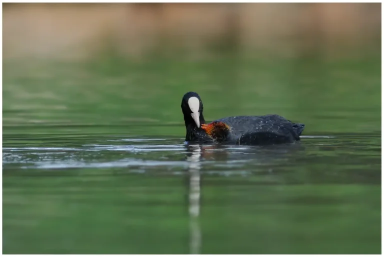 Sothöna - (Eurasian Coot) - vuxen matar sin unge