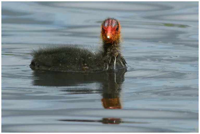 Sothöna - (Eurasian Coot) - unge