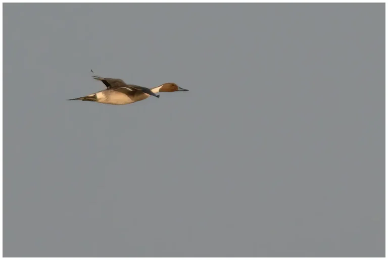 Stjärtand - (Northern Pintail) - flygande hane