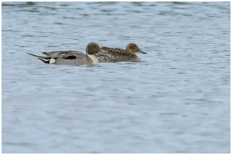 Stjärtand - (Northern Pintail) - ett par