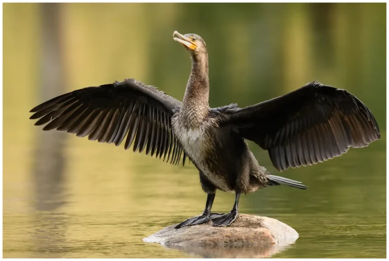 Storskarv - (Great Cormorant) - torkar vingarna