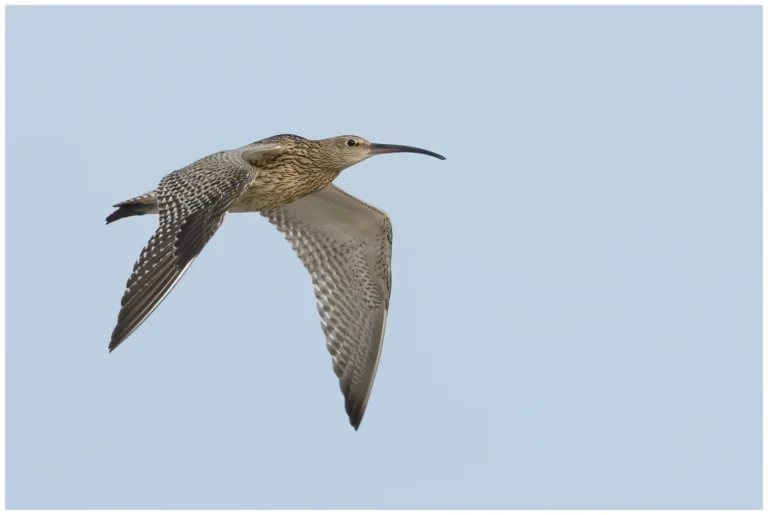 Storspov - (Eurasian Curlew) - flygande