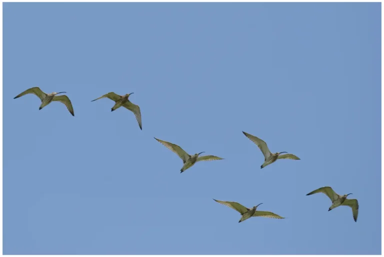 Storspov - (Eurasian Curlew)