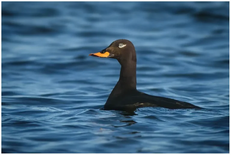 Svärta - (Velvet Scoter) - hane