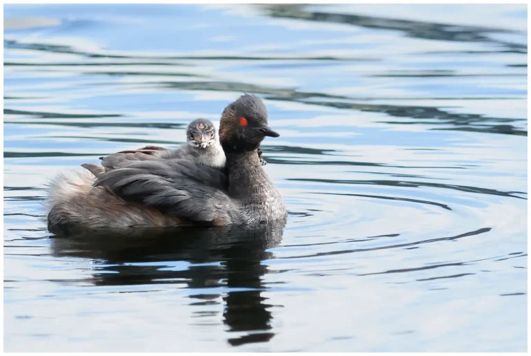 Svarthalsad dopping - (Black-necked Grebe) - en unge på ryggen