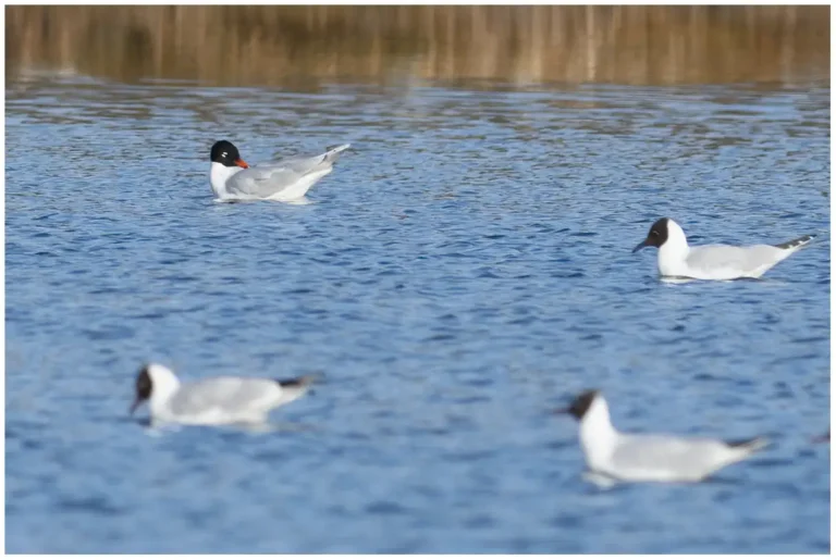 Svarthuvad Mås - (Mediterranean Gull)