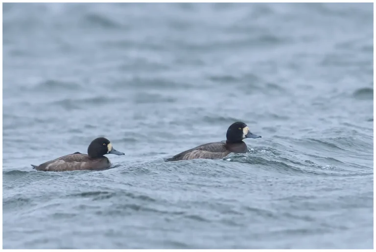 Bergand - (Greater Scaup) - honor