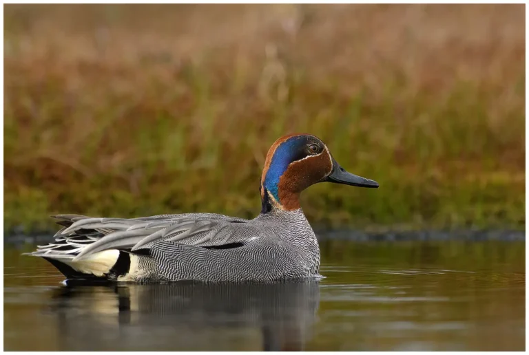 Kricka - (Common Teal) - hane