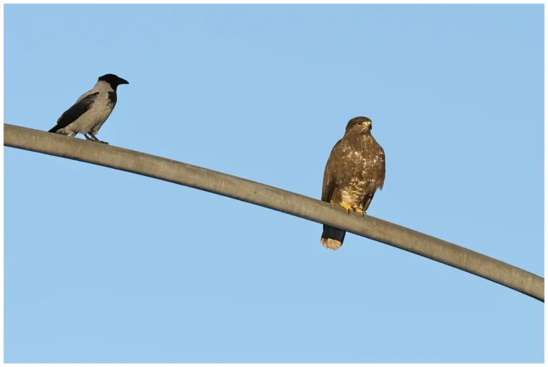 Ormvråk - (Common Buzzard) tillsammans med gråkråka