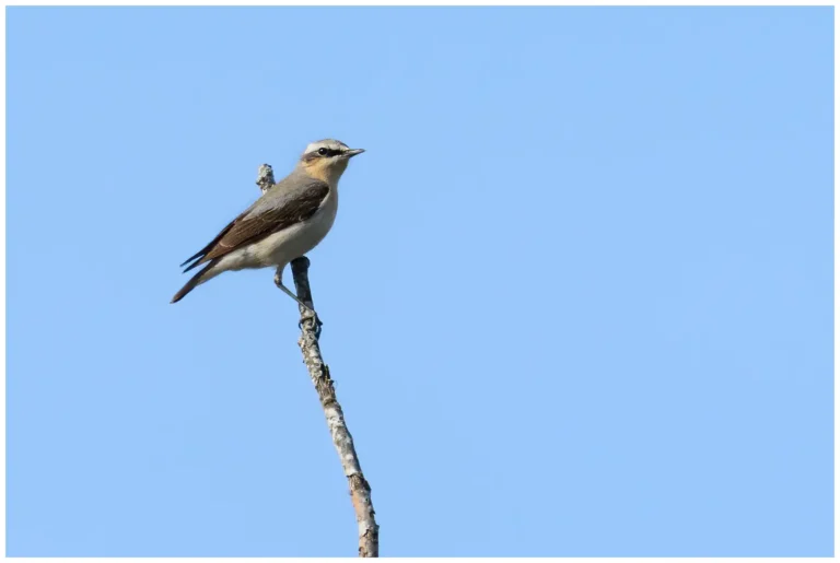 Stenskvätta – (Northern Wheatear)