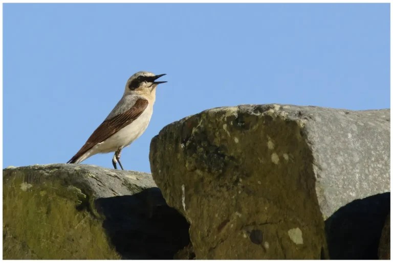 Stenskvätta – (Northern Wheatear)