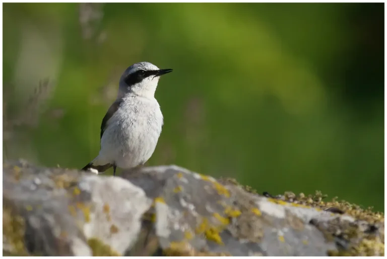 Stenskvätta – (Northern Wheatear) - hanne