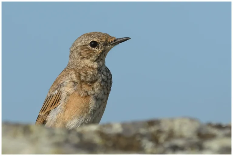 Stenskvätta - (Oenanthe oenanthe) - ungfågel som ruggar