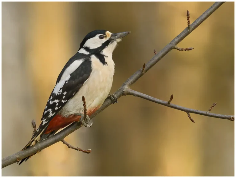 Större Hackspett - (Great Spotted Woodpecker) - hona