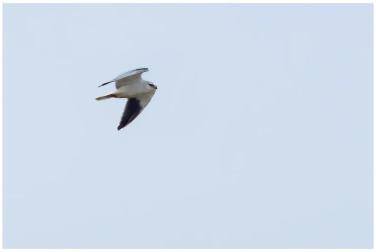 Svartvingad Glada - (Black-shouldered Kite)