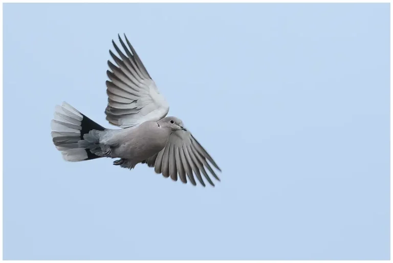 Turkduva - (Eurasian Collared Dove) - flyger