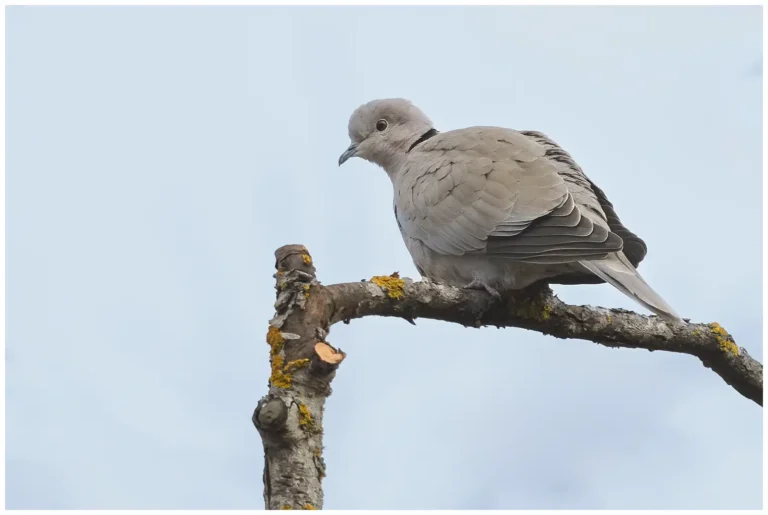 Turkduva - (Eurasian Collared Dove)