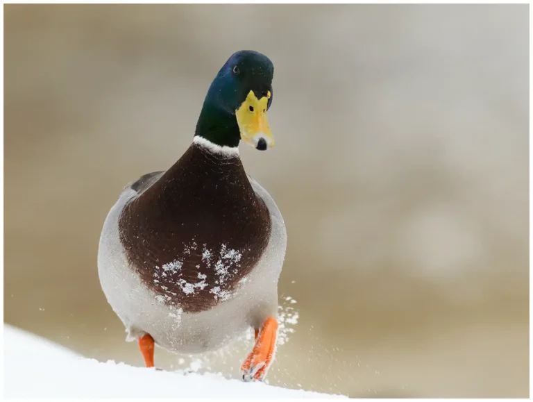 söderköping och mandarinand