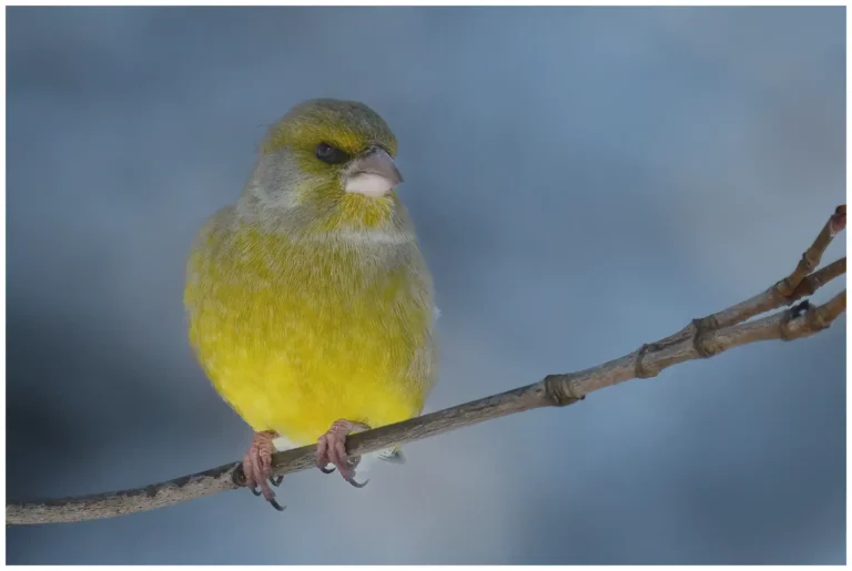 Sol, snö och fåglar