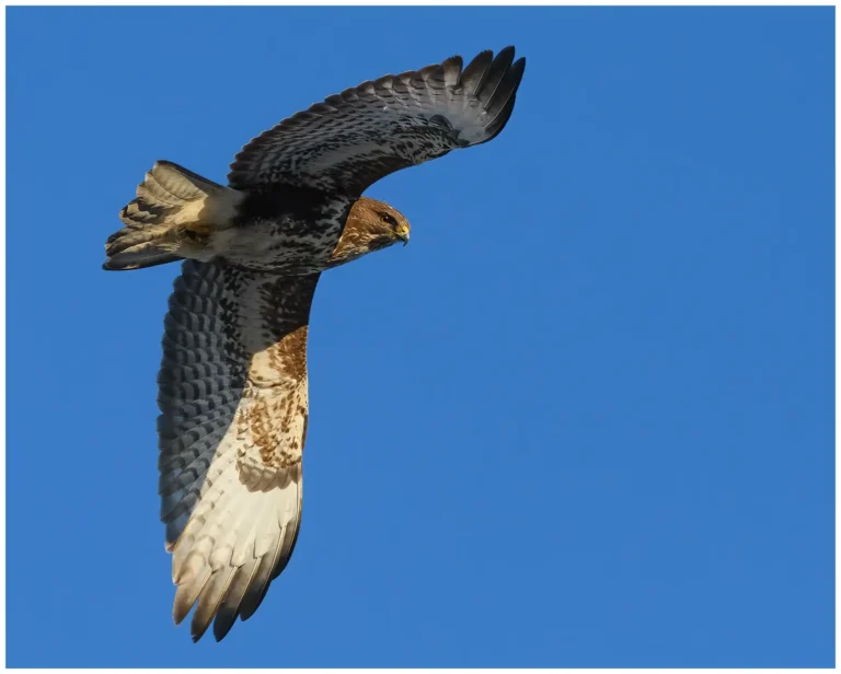 Ormvråk - (Buteo buteo)