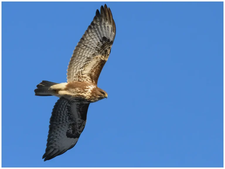 Ormvråk - (Buteo buteo)