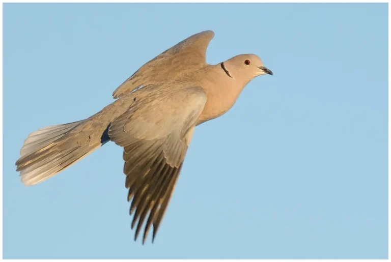 Turkduva - (Streptopelia decaocto)