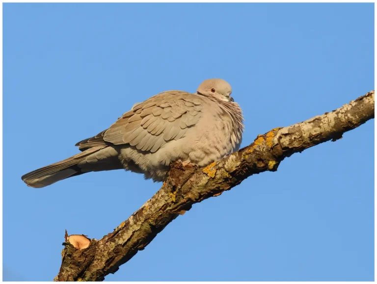 Turkduva - (Streptopelia decaocto)