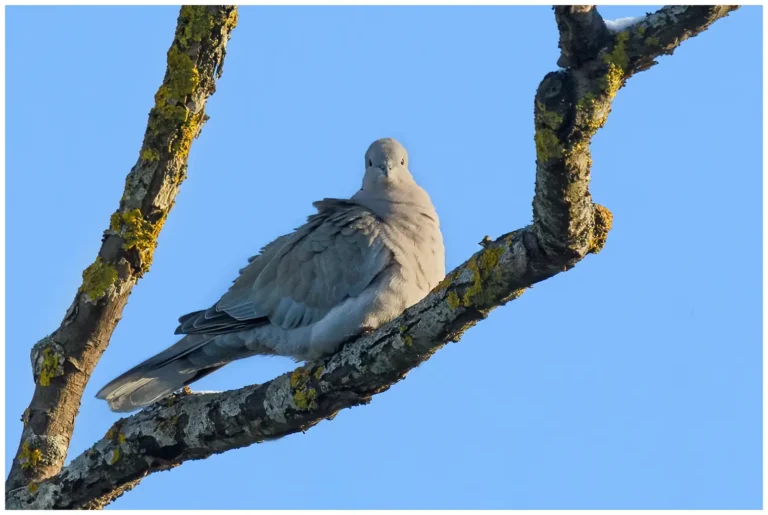 Turkduva - (Eurasian Collared Dove)