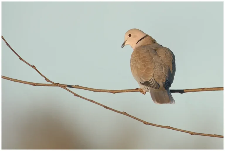 Turkduva - (Streptopelia decaocto)