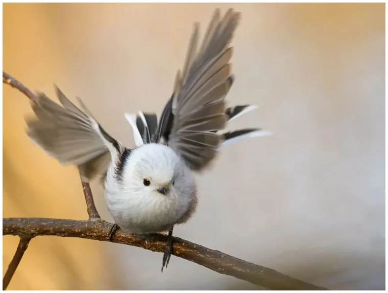 Stjärtmes - (Long-tailed Tit)