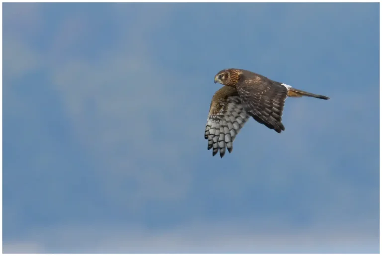 Blå Kärrhök - Hen Harrier Blå Kärrhök - Hen Harrier