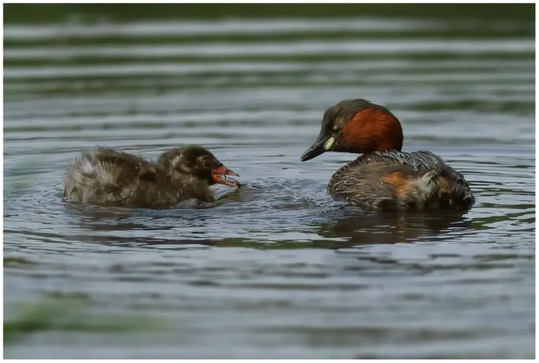 Smådopping - (Little Grebe) - matar en ungfågel