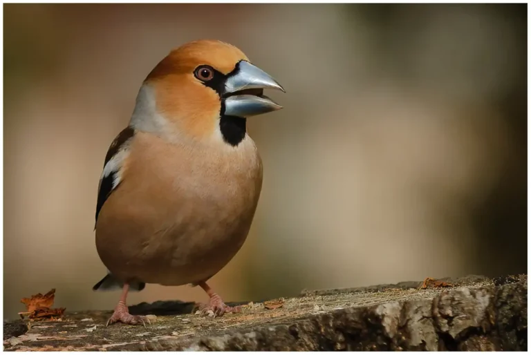 stenknäck - (hawfinch) - hane